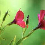 Storia dell'educazione sessuale