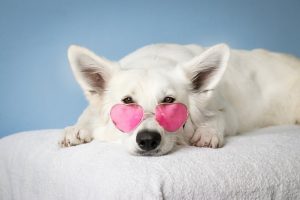 Passioni proibite: la zoofilia tra tabù e diagnosi clinica